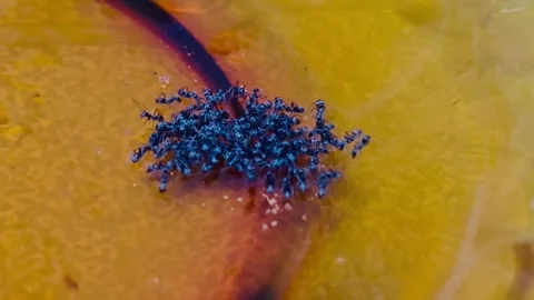 Ant Colony Stock Footage 333729095