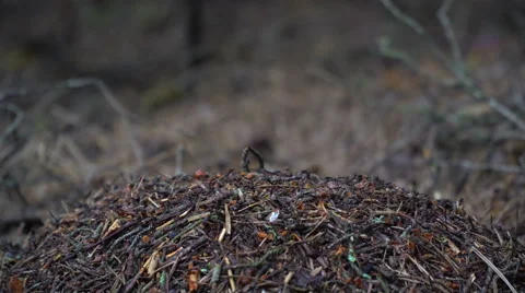 Ant colony in the forest Stock Footage 64771471