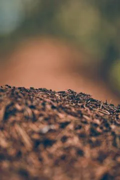 Ant Colony in forest Stock Photos