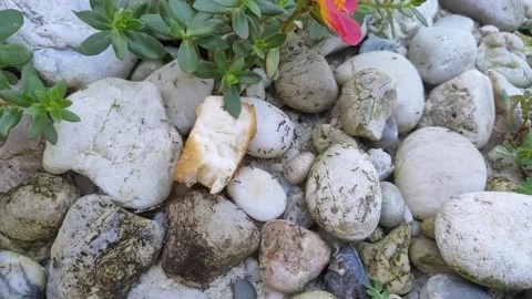Ant colony is gathering to eat bread on the ground Stock Footage 156744434