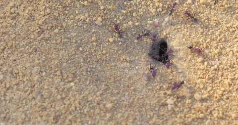 Ant colony guarding nest Stock Footage 89095754
