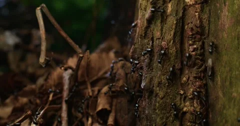 Ant colony infesting tree Stock Footage 299280327
