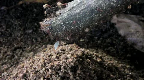 Ant Colony Insect Hill Mound Leaf Cutter Deliver Dirt Soil Stock Video Footage Stock Footage