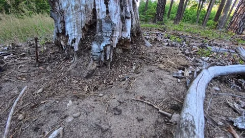Ant Colony Inside Old Decaying Tree Stump on Pine Forest Floor Vídeo Stock 342455027