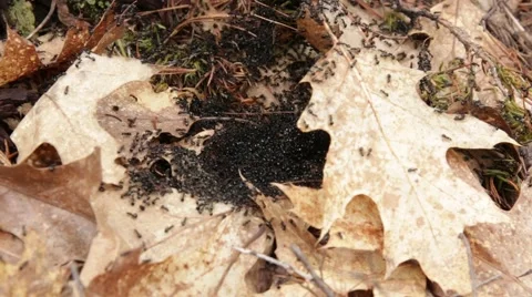 Ant colony in the leaves Stock Footage 40450359