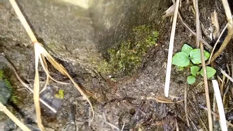 Ant Colony Life Stock Footage 300442274