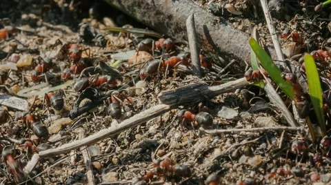 Ant colony, macro 库存影片 52315120