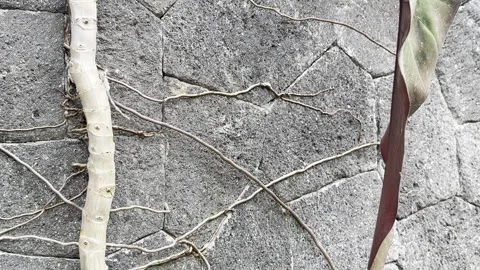 Ant Colony Marching Across Tree Roots on Textured Stone Wall Stock Footage 344954150
