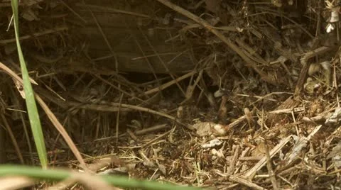 Ant Colony Moves Eggs 库存影片 11495707