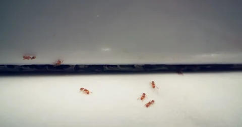 Ant Colony Moving on Floor Inside House - Domestic Insect Problem Stock Footage 283832045