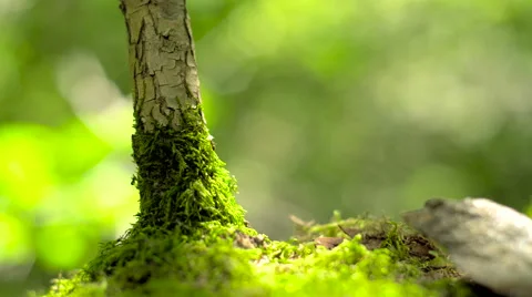 Ant colony moving in the forest Stock Footage 65367882