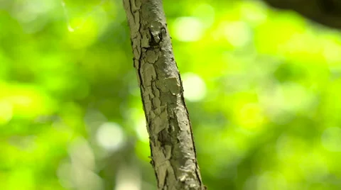 Ant colony moving in the forest Stock Footage 67109888