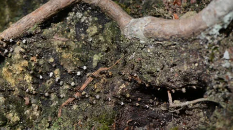 Ant colony moving their nest 库存影片 27103053
