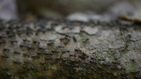 Ant colony moving their nest Stock Footage