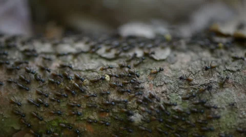 Ant colony moving their nest Stock Footage