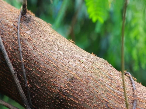 Ant Colony nest Stock Footage 80161733