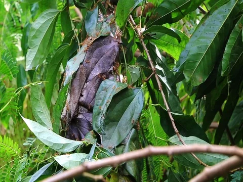 Ant Colony nest Stock Footage 80161908