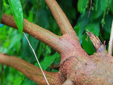 Ant Colony nest Stock Footage 80161910