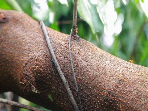 Ant Colony nest Stock Footage 80161914