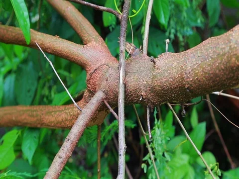 Ant Colony nest Stock Footage 80162020