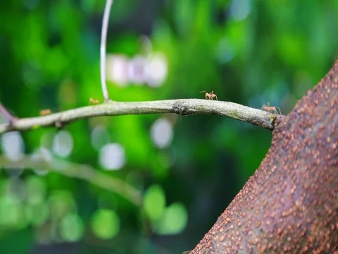 Ant Colony nest Stock Footage 80162098