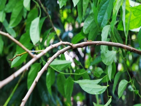 Ant Colony nest Stock Footage 80162131