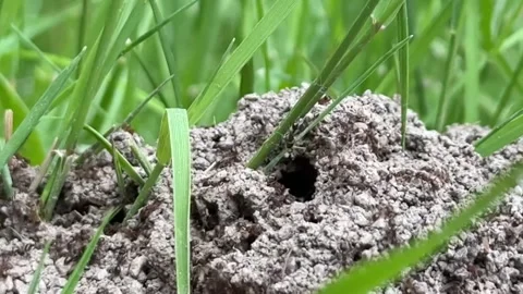 Ant Colony Nest in Soil with Worker Ants Around Underground Entrance Stock Footage 336723044