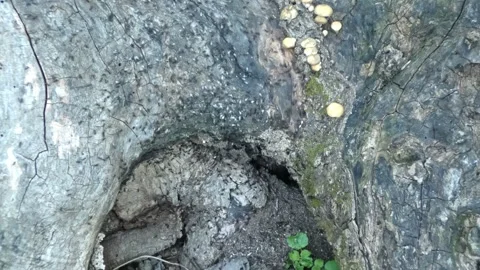 Ant colony on old forest stump tilting Stock Footage 330676101