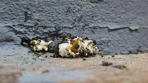 Ant colony with popcorn Stock Photos