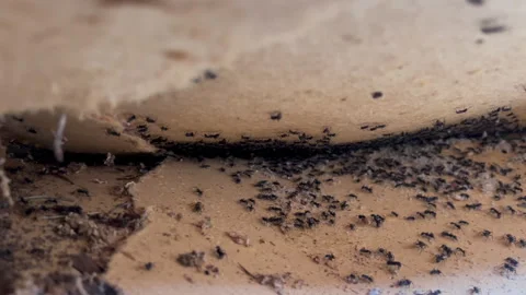 Ant Colony Revealed Beneath Ceiling Lining with Eggs and Larvae in 4K60 Stock-Footage 332682122
