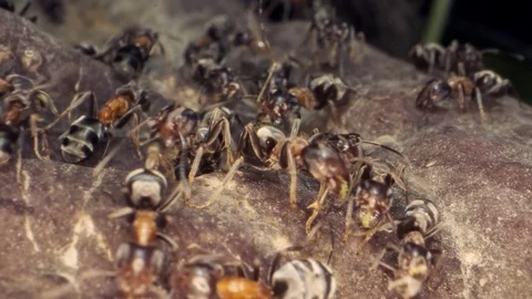Ant colony on the root of a tree. Super macro – 60fps Stock Footage 108608087