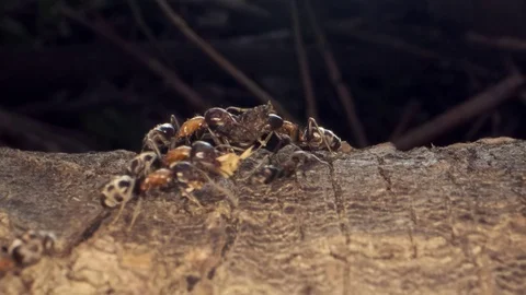 Ant colony on the root of a tree. Super macro – 60fps Stock Footage 108981930
