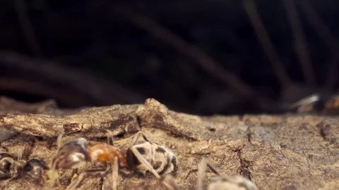 Ant colony on the root of a tree. Super macro – 60fps Stock Footage 108981960