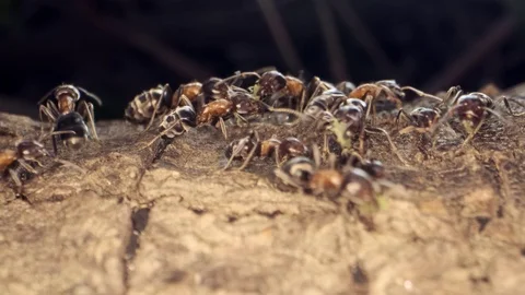 Ant colony on the root of a tree. Super macro – 60fps Stock Footage 111039763
