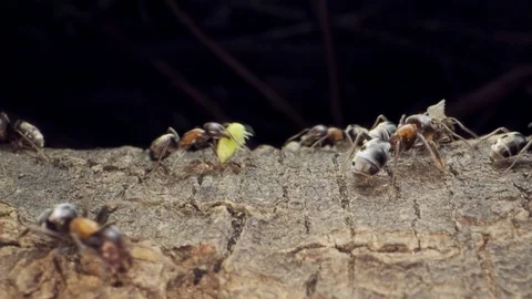 Ant colony on the root of a tree. Super macro – 60fps Stock Footage 111039802