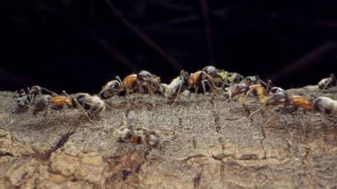 Ant colony on the root of a tree. Super macro – 60fps Stock Footage 120723161