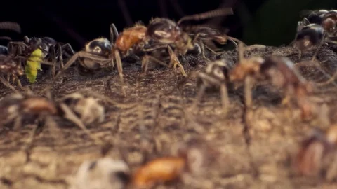 Ant colony on the root of a tree. Super macro – 60fps Stock Footage 120723201