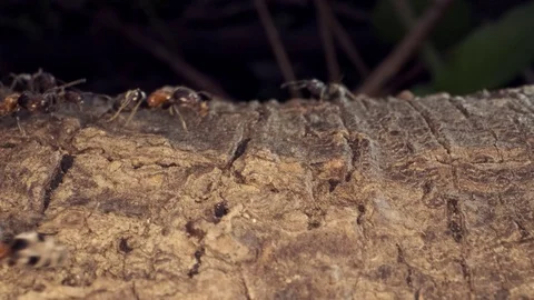 Ant colony on the root of a tree. Super macro Stock Footage 125652411