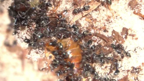 Ant Colony in Sand Stock Footage 70777772