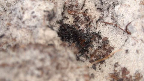 Ant Colony in Sand, Slow motion 스톡 동영상 70777597