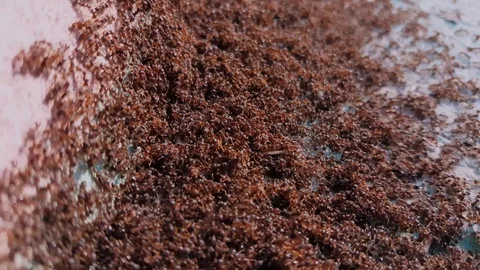 Ant colony in the street Stock Footage 104488941