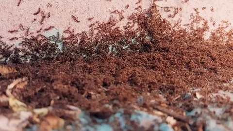 Ant colony in the street Stock Footage 104489276