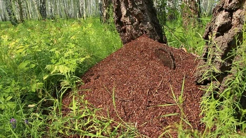 Ant colony with stump in the middle Stock-Footage 71799131