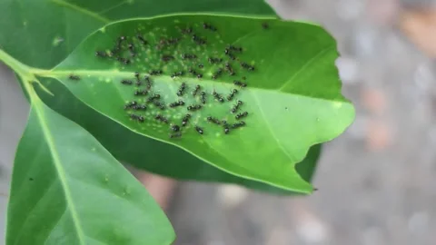 Ant colony on torn leaves. Stock Footage 286966241