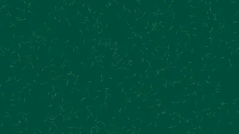 Ant colony traffic flow animation 4K Stock Footage 336516976