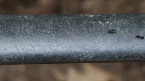 Ant Colony Trail on Cable Surface. Macro Tropical Insect Movement Видео 334100070