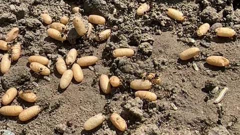Ant Colony Transporting Brood to Underground Nest Stock Footage 336733938