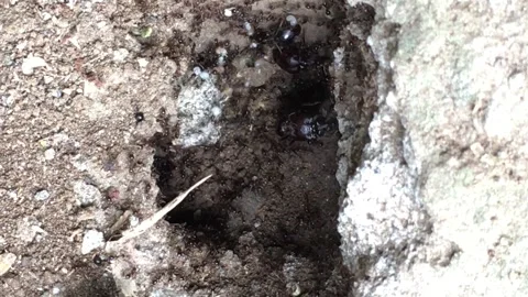 Ant colony underground Stock Footage 276583374
