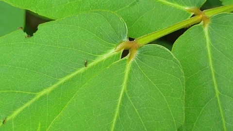 Ant colony walking on a leaf Stock-Footage 243289991