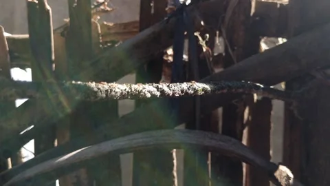 Ant colony walking through the rope Stock Footage 245865293